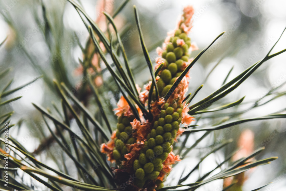 Background with beautiful a young pinecone blooms on a green pine branch Background with beautiful a young pinecone blooms on a green pine branch