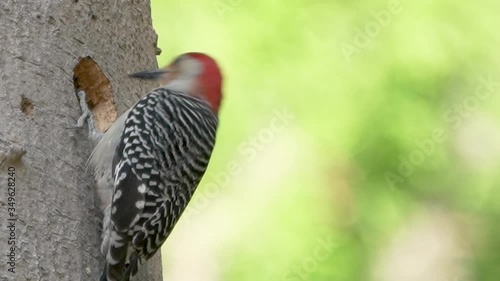 Closeup slow motion red-bellied woodpecker carving a hole in a tree in Florida