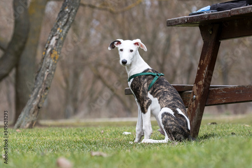 Baby spanish greyhound.
