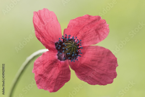 Papaver hybridum round prickly head poppy small flower with deep red petals black stamens with purple blue pollen sacs and green pistil with blackish ridges