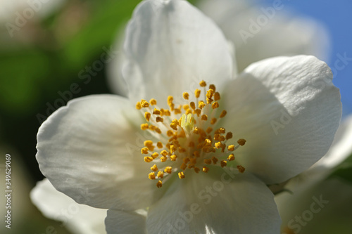 Blühender Pfeifenstrauch Philadelphus photo