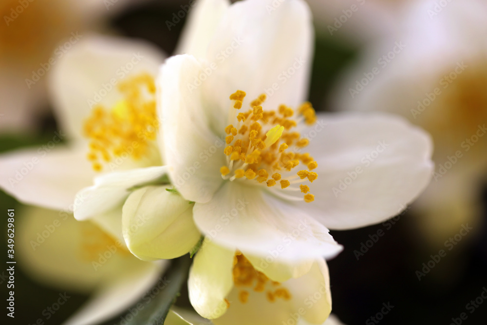 Blühender Pfeifenstrauch Philadelphus Blühender Pfeifenstrauch Philadelphus