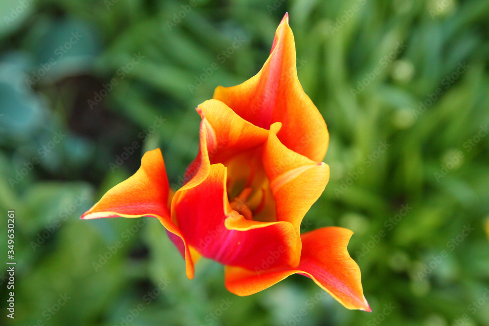 Close-up of a red and yellow flower blooming in spring Close-up of a red and yellow flower blooming in spring