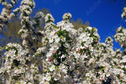 Picture of colored blooming trees in spring
