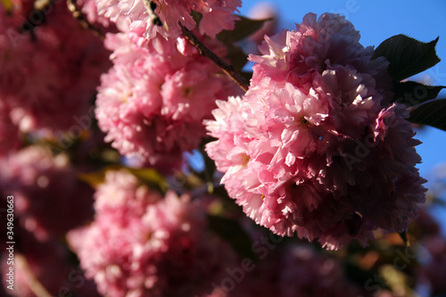 Pink blooming trees in spring