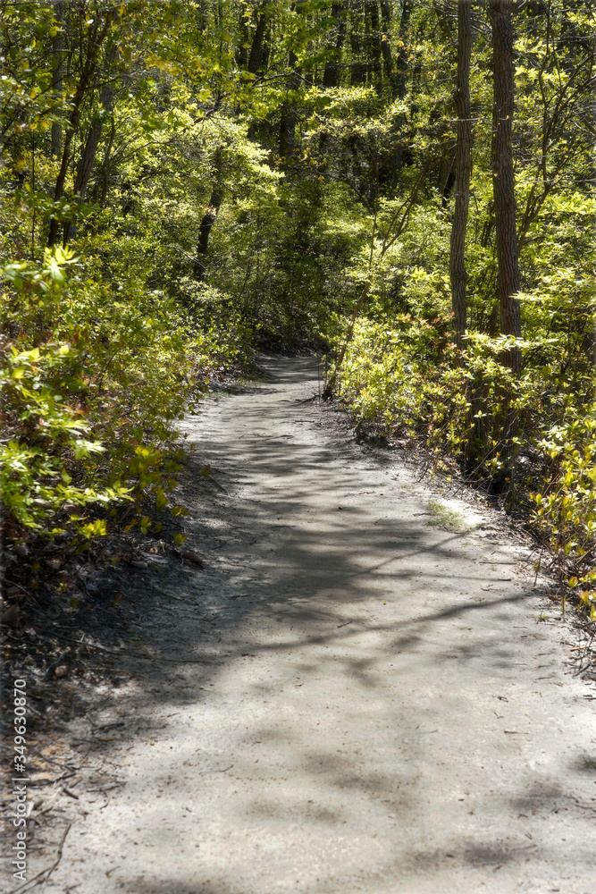 A well preserved forest trail zigzagging. Beautiful shadows are seen as tree started blooming on an early spring afternoon A well preserved forest trail zigzagging. Beautiful shadows are seen as tree started blooming on an early spring afternoon