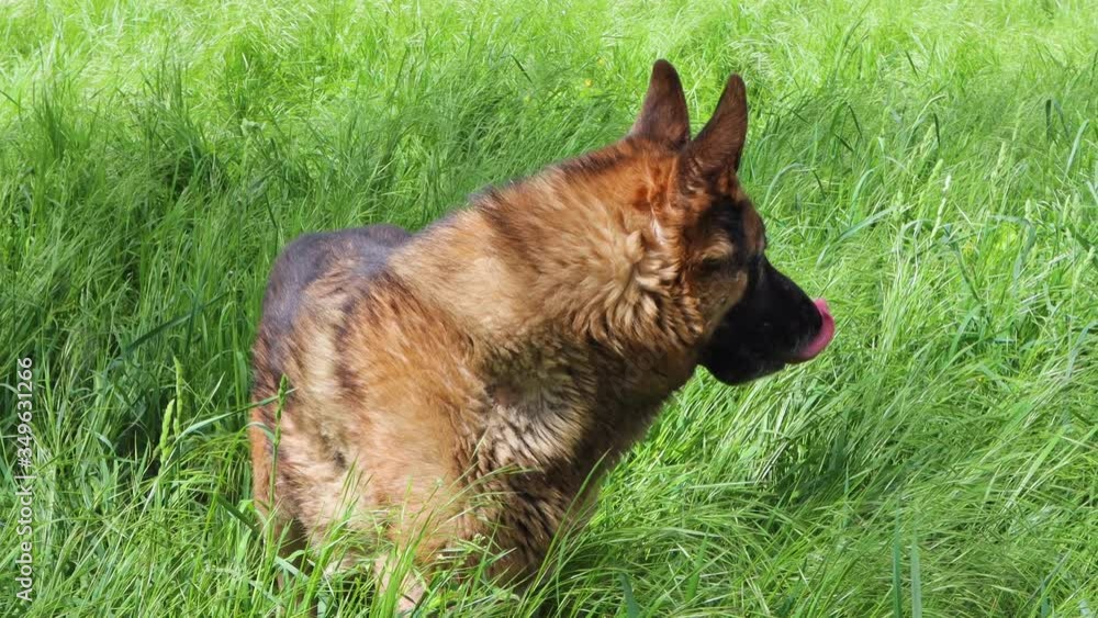 German shepherd in tall grass looks around German shepherd in tall grass looks around
