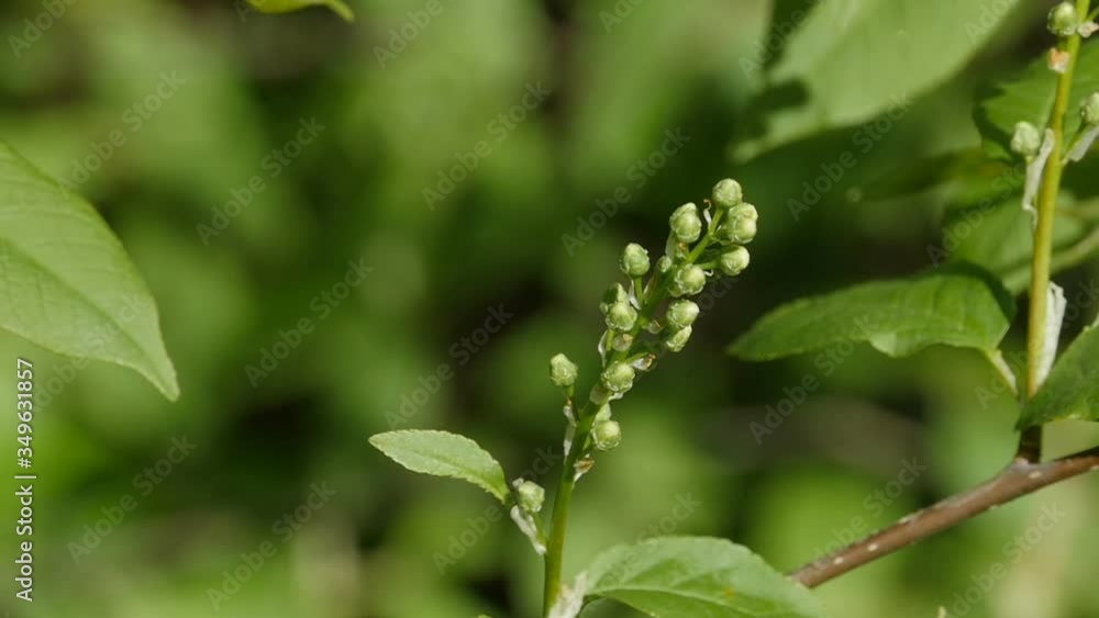 buds on branch bird-cherry tree buds on branch bird-cherry tree