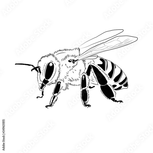 Honey Bee