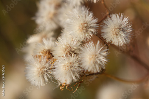 buds of a willow