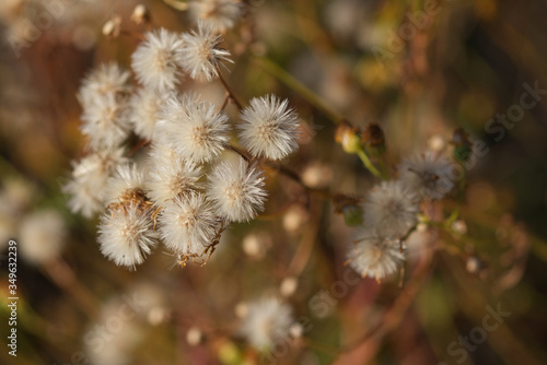 close up of willow branches