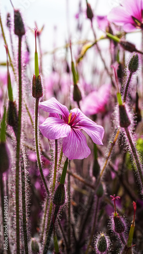 Flowers, 16 May 2020, Lakeshores of Montreux, Switzerland.