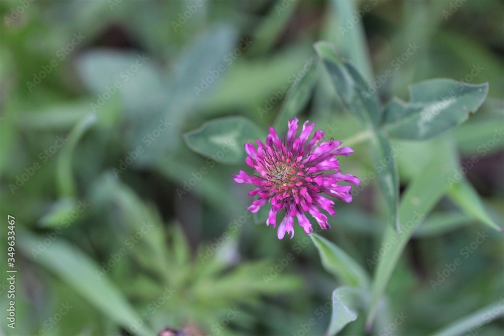 Trifolium pratense or meadow clover as close up Trifolium pratense or meadow clover as close up
