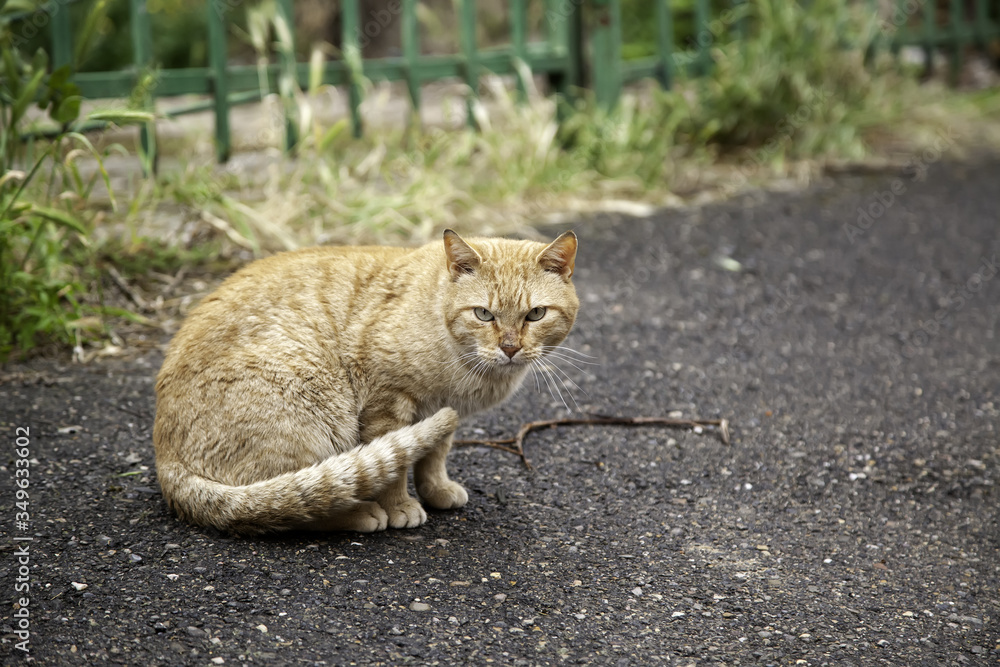 Naklejka premium Stray cat on the street