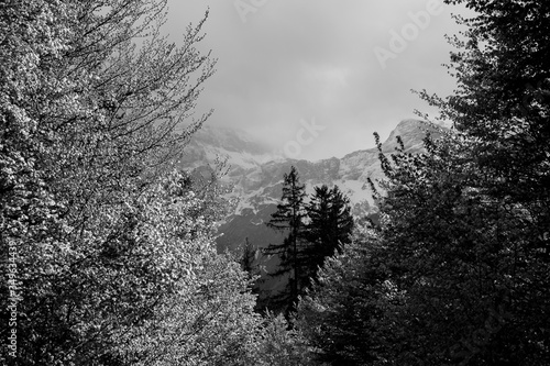 Huge mountain black and white with some trees in the foreground, beautiful mountain landscape in austria black and white image photo