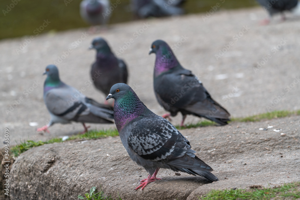 Rock pigeon Rock pigeon