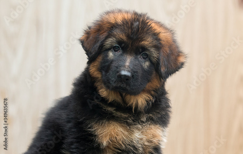 portrait of a long-haired puppy of a German shepherd