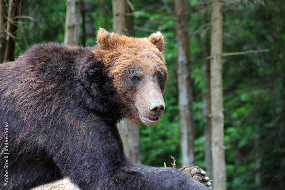 Huge brown bear in thick forest Bear portrait