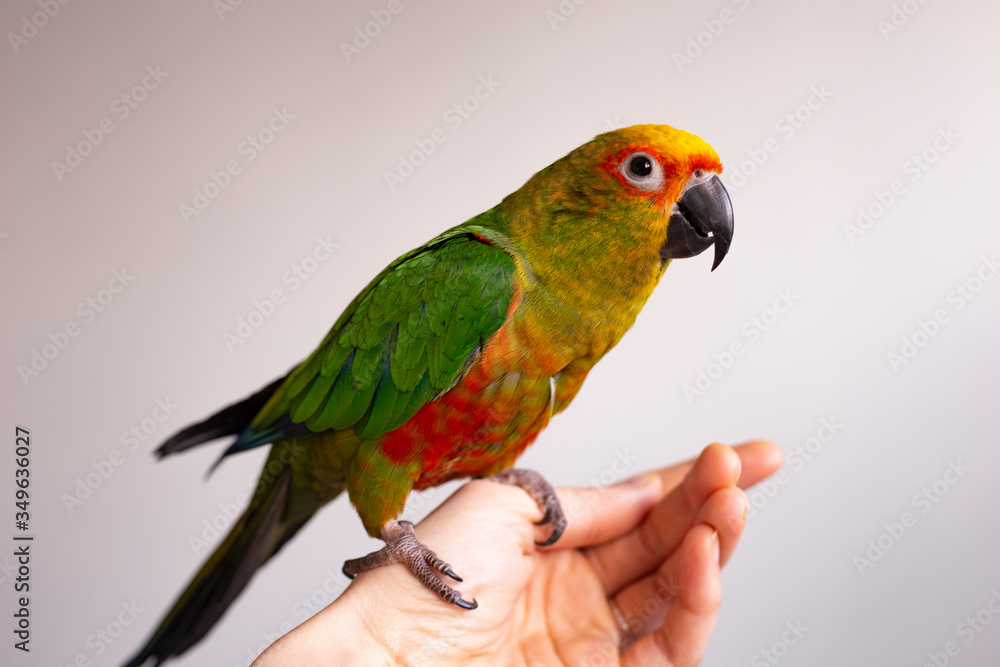 Obraz premium parrot on a hand