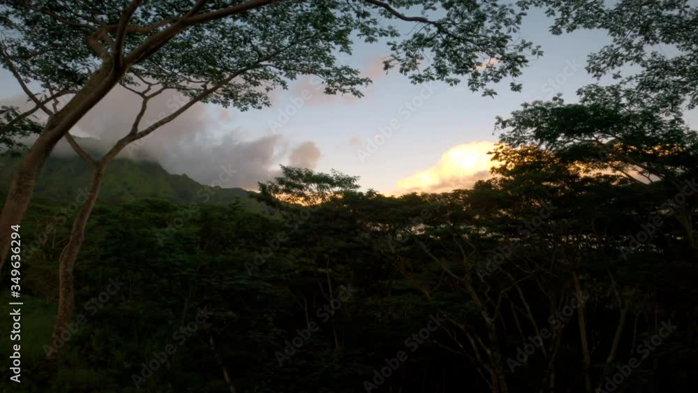 Very Slow Motion Through Dark Canopy of Trees at Sunset in Hawaiian Jungle to Reveal Beautiful Surrounds of the Islands Very Slow Motion Through Dark Canopy of Trees at Sunset in Hawaiian Jungle to Reveal Beautiful Surrounds of the Islands