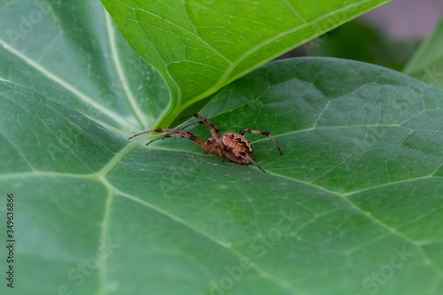 High angle close up shot of a spider hunting with legs stretched, sitting under green leaf -prey and predator concept.
