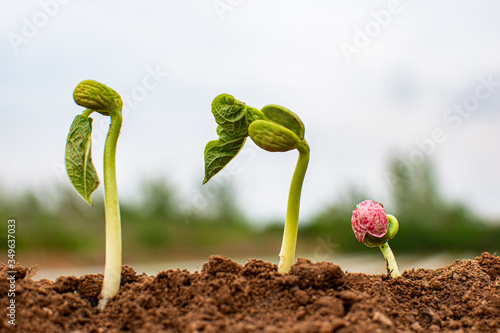 Seed germination at farm with blured background