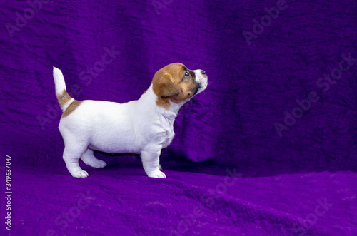 puppy Jack Russell Terrier trains to do the first stand before the show on a purple background. horizontal