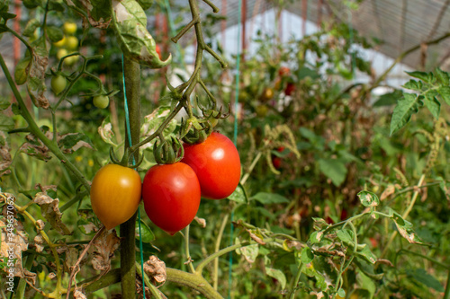 Three cherry tomatoes in a greenhouse with blured background
