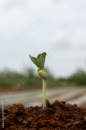 New life from the earth