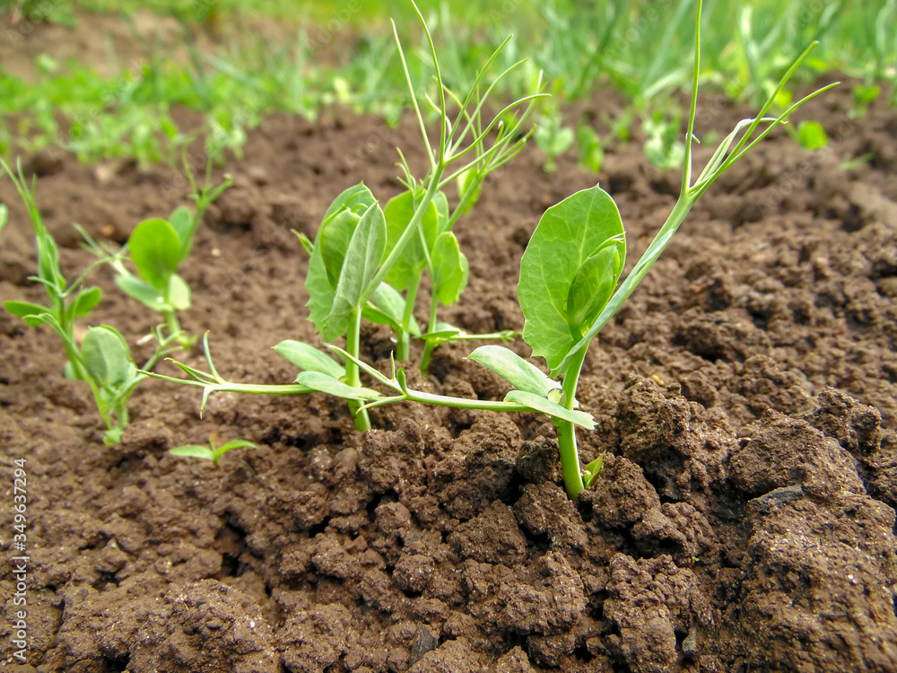 sprouting of sprouts of peas on a background of a bed sprouting of sprouts of peas on a background of a bed
