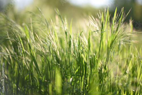  tall green grass close-up. selective focus