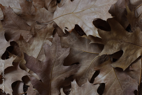 dry oak leaves. interior photo. autumn concept