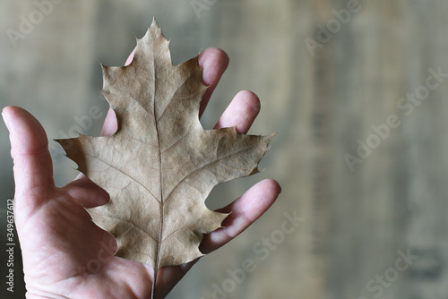 dry oak leaf in a hand on a neutral background.