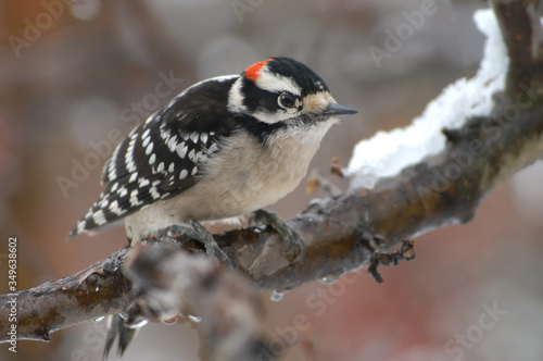 Downy woodpecker (Picoides pubescens) in snowstorm;  Maryland photo