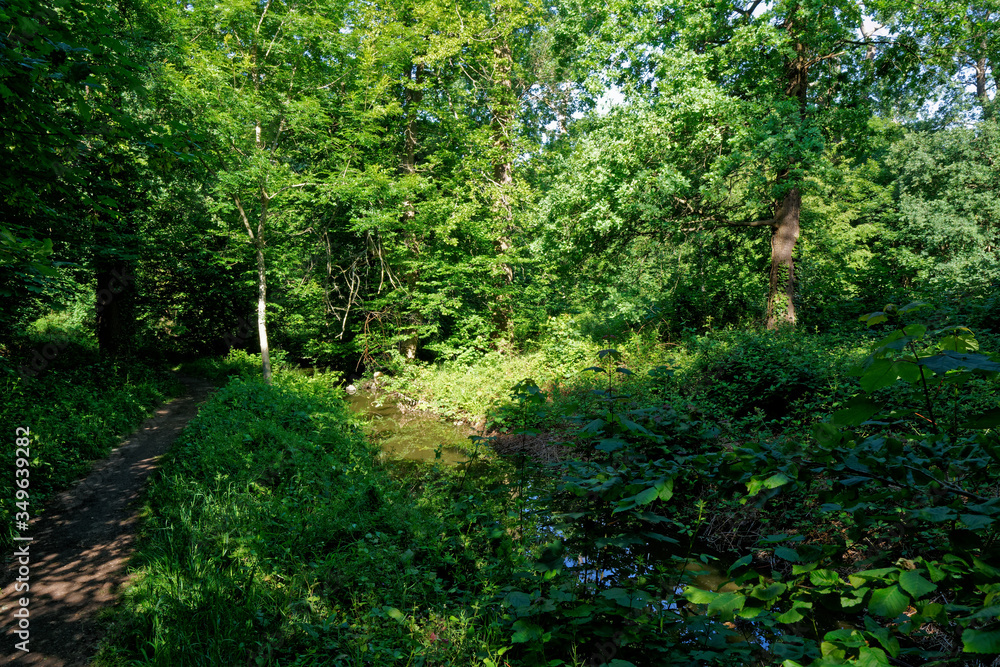 Water spring running through the forest