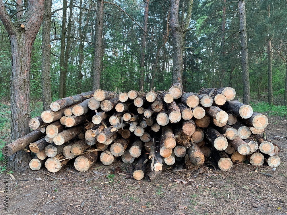A pile of firewood in the forest. Sawn trees lie on one heap. Round wooden logs, lumber. Material for fire.
