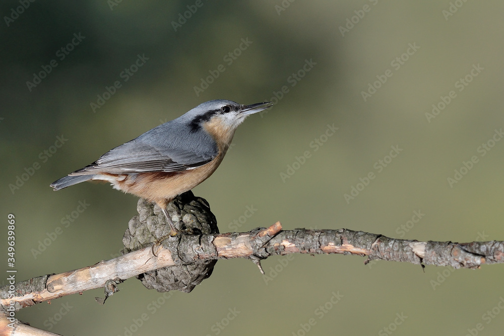 trepador azul posado en una rama con musgo (Sitta europaea) Marbella España trepador azul posado en una rama con musgo (Sitta europaea) Marbella España