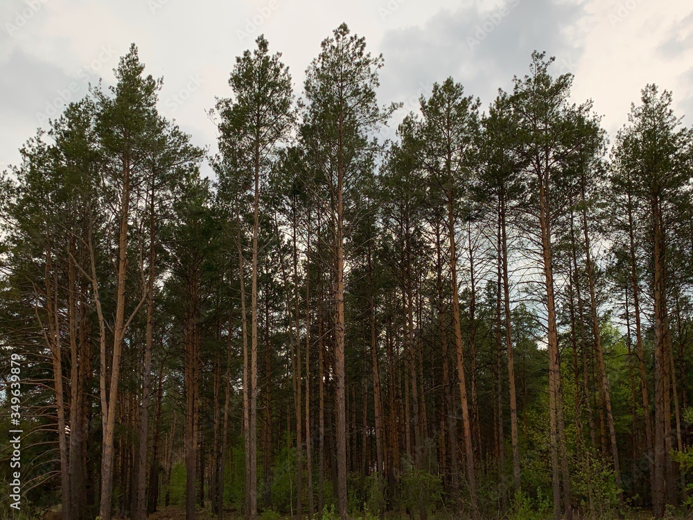 Trees against the blue sky, view from below. The tops of tall pines in a pine forest. Background texture: coniferous trees and sky. Trees against the blue sky, view from below. The tops of tall pines in a pine forest. Background texture: coniferous trees and sky.