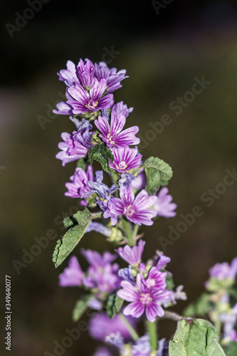 wild lavender found by country roads