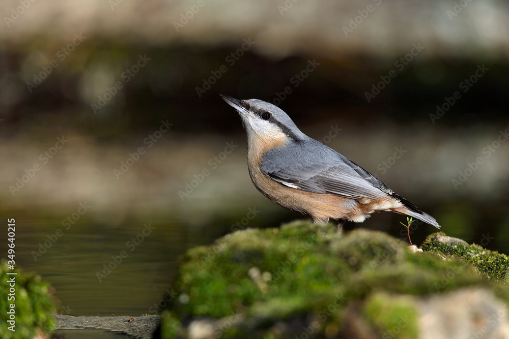 trepador azul posado en una piedra con musgo (Sitta europaea) Marbella España trepador azul posado en una piedra con musgo (Sitta europaea) Marbella España