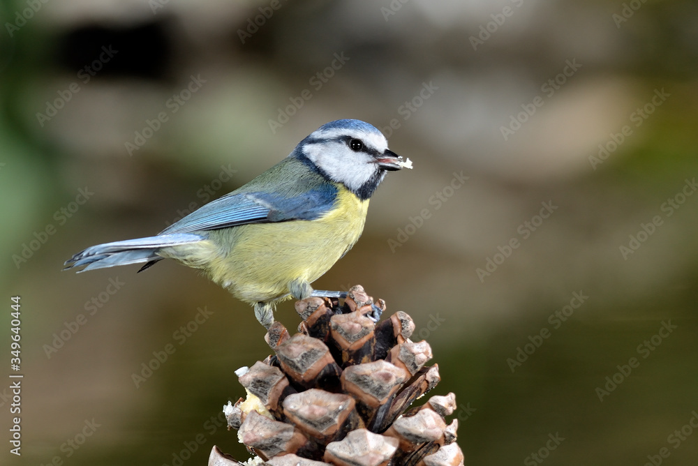 herrerillo común posado en una piña (Cyanistes caeruleus) Marbella Andalucía España herrerillo común posado en una piña (Cyanistes caeruleus) Marbella Andalucía España