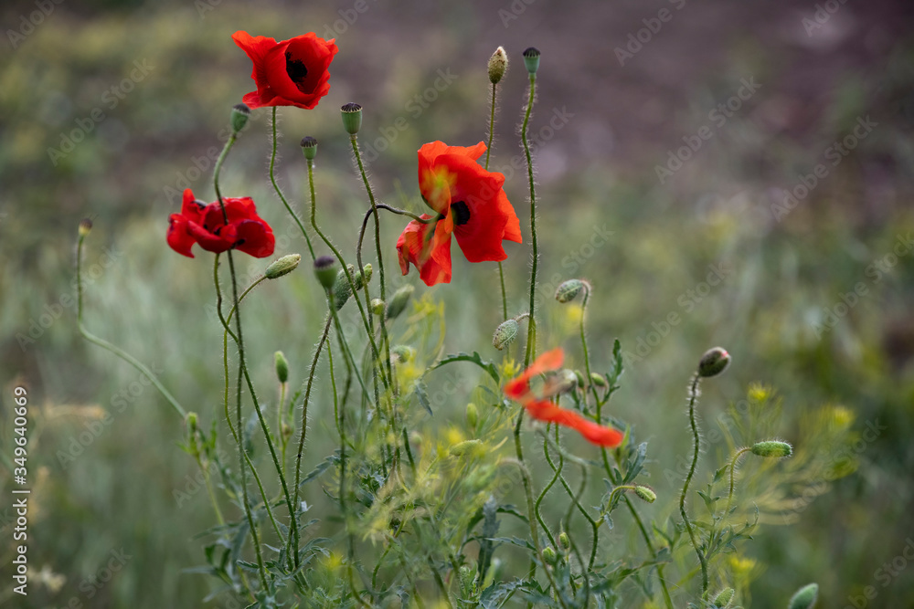Naklejka premium Red flower on green background. Poppy, red weed