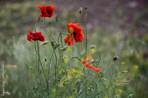 Red flower on green background. Poppy, red weed