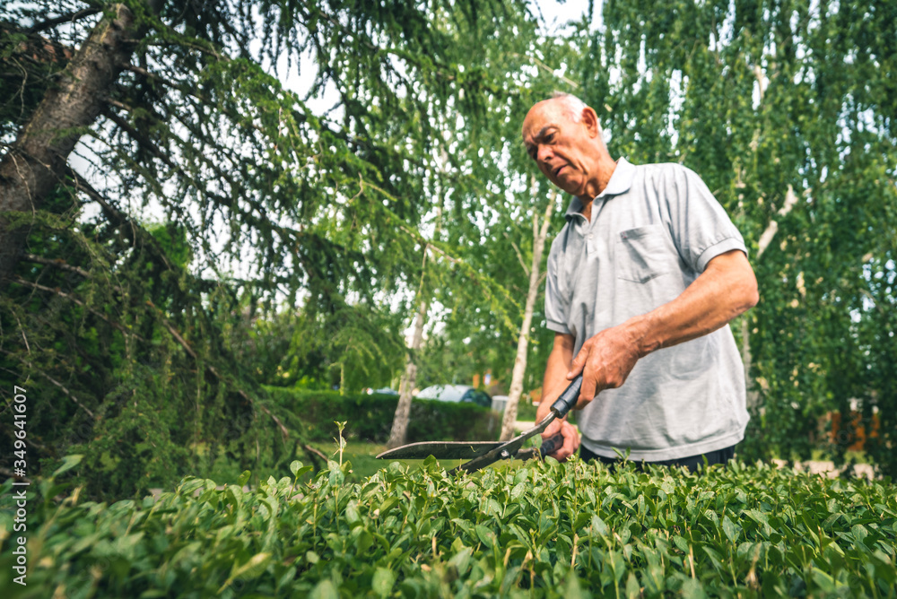 an older man with garden shears cuts and shapes a natural fence an older man with garden shears cuts and shapes a natural fence