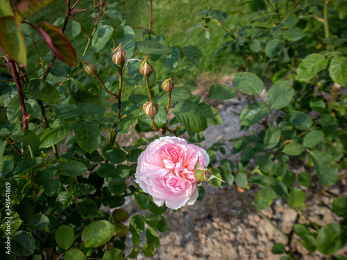 Rose dans un rosier avec des boutons