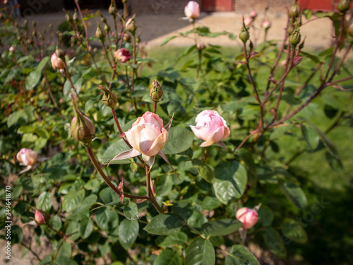 Rosier avec des roses et boutons