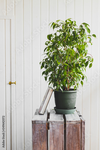 house plant in a pot on a wooden table, home interior, white wall background