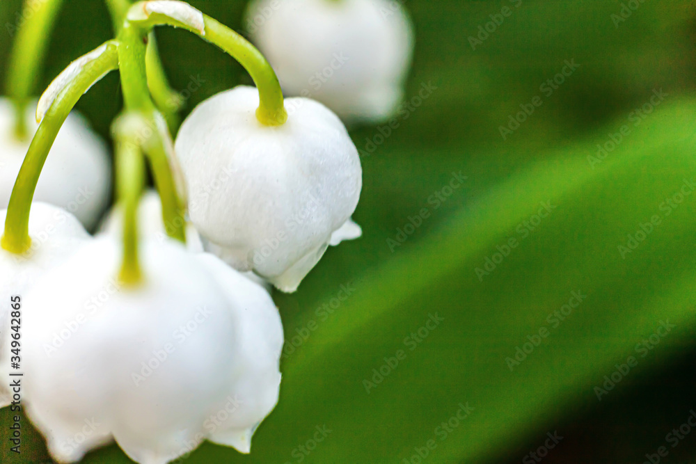 Obraz premium Flowers beautiful smell lily of the valley or may-lily under soft sunlight