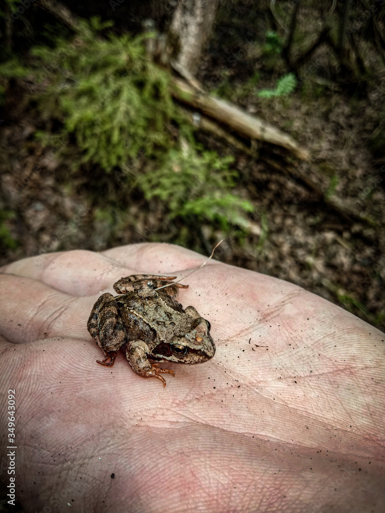 Obraz premium frog on the grass