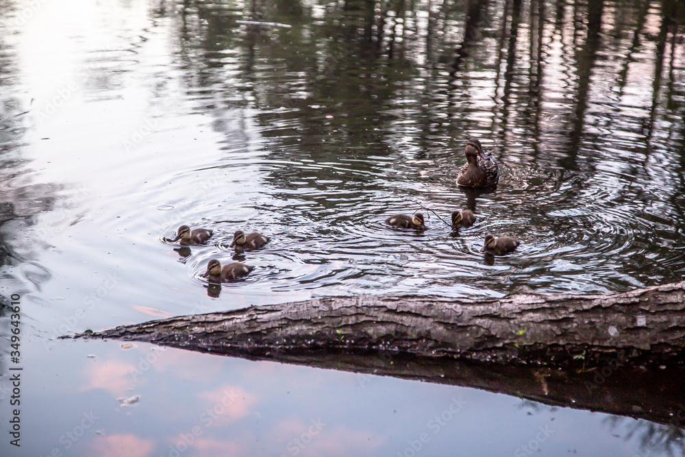 Duck with ducklings swim on the lake. Duck with ducklings swim on the lake.
